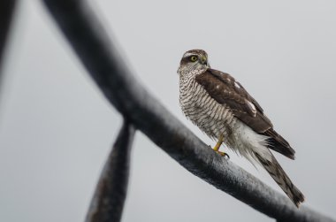 Zor bir yolculuk sonra dinlenme Şahin