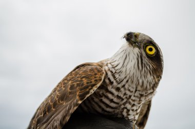 Zor bir yolculuk sonra dinlenme Şahin