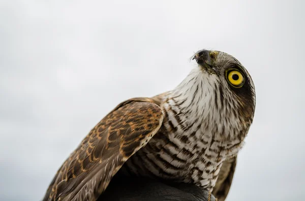 Falcon resting after a hard trip — Stock Photo, Image