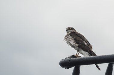 Zor bir yolculuk sonra dinlenme Şahin
