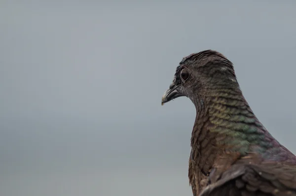 Неизвестная птица отдыхает после долгого полета — стоковое фото