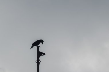 Karanlık gökyüzü bir arka plan üzerinde raven