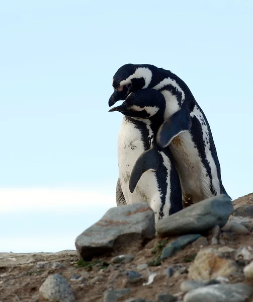 Pinguini Magellanici nel santuario dei pinguini sull'isola di Magdalena nello stretto di Magellano vicino a Punta Arenas nel sud del Cile . — Foto Stock