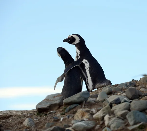 Pinguini Magellanici nel santuario dei pinguini sull'isola di Magdalena nello stretto di Magellano vicino a Punta Arenas nel sud del Cile . — Foto Stock