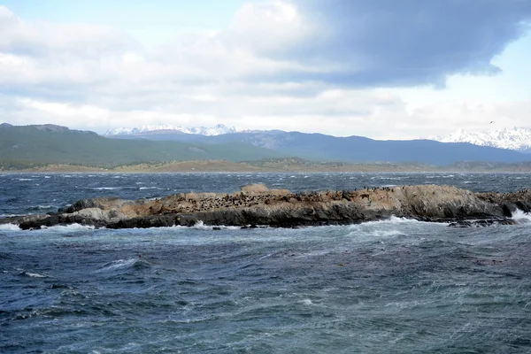 Южноамериканский морской лев, ароматизаторы Отария, размножающаяся колония и буксир на маленьких островках недалеко от Ушуаи . — стоковое фото