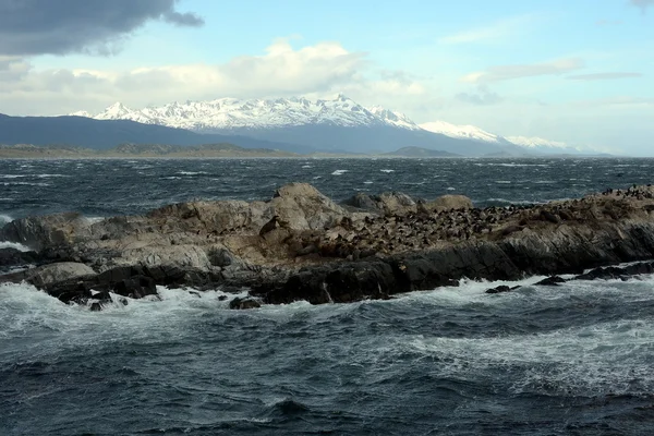 Lion de mer d'Amérique du Sud, Otaria flavescens, colonie de reproduction et échoueries sur de petits îlots juste à l'extérieur d'Ushuaia . — Photo