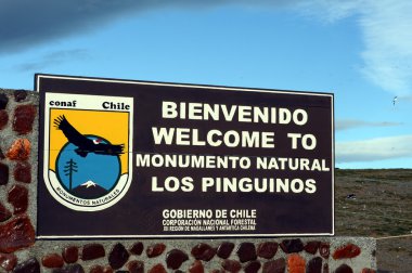 Magdalena Adası Güney Şili'deki Punta Arenas yakınındaki Macellan Boğazı'nın ' penguen sanctuary, Macellan penguenleri (Spheniscus magellanicus).