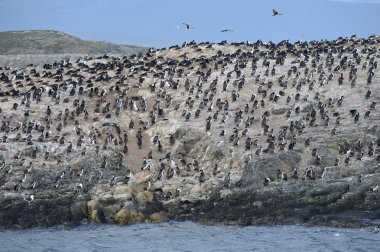 Beagle kanalı (Beagle Boğazı), Tierra Del Fuego, Arjantin, Güney Amerika Ushuaia adlı bir adada karabatak koloni