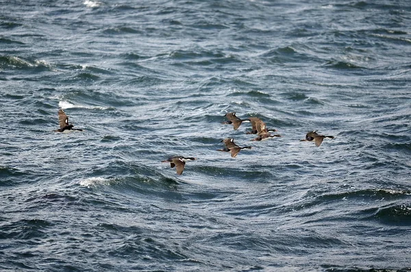 Beagle kanalı (Beagle Boğazı), Tierra Del Fuego, Arjantin, Güney Amerika Ushuaia adlı bir adada karabatak koloni — Stok fotoğraf