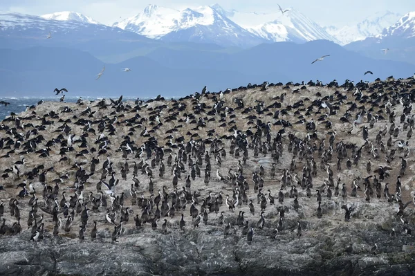 Cormorant colony on an island at Ushuaia in the Beagle Channel (Beagle Strait), Tierra Del Fuego, Argentina, South America
