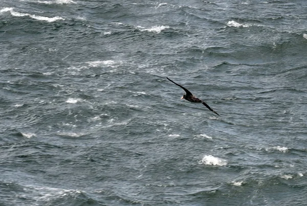 阿根廷, Tierra del Fuego, Beagle 海峡 Ushuaia 的一个岛屿上的 cormorant 殖民地 — 图库照片