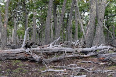 Düşen ağaçlar Lago Blanco shore.