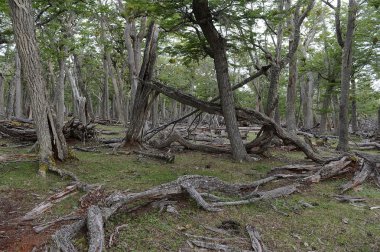 Düşen ağaçlar Lago Blanco shore. Şili