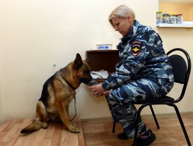 Polis köpek odorology araştırma ile hizmet köpekler.