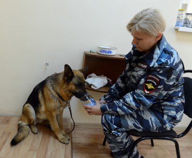 Polis köpek odorology araştırma ile hizmet köpekler.