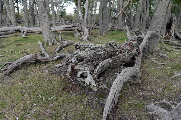 Падший дерев на березі Lago Blanco. Чилі — стокове фото