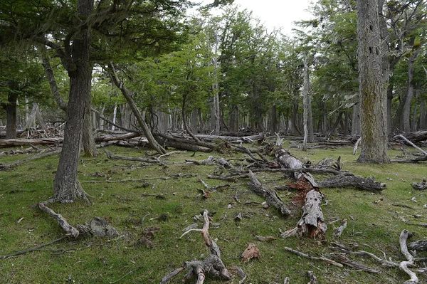 Árvores caídas na margem do Lago Blanco. Chile — Fotografia de Stock