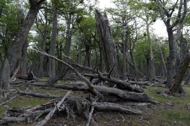Düşen ağaçlar Lago Blanco shore.