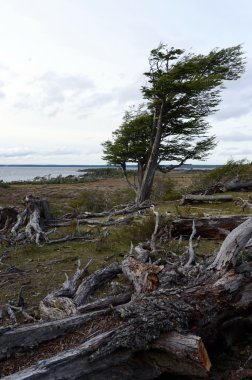 Lago Blanco üzerinde Adası, Tierra del Fuego.