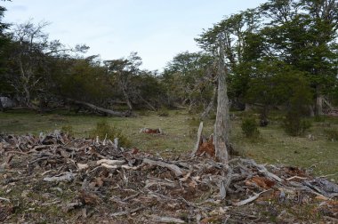 Düşen ağaçlar Lago Blanco shore.