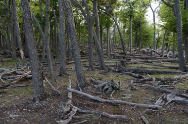 Düşen ağaçlar Lago Blanco shore.