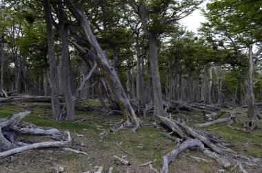 Düşen ağaçlar Lago Blanco shore.