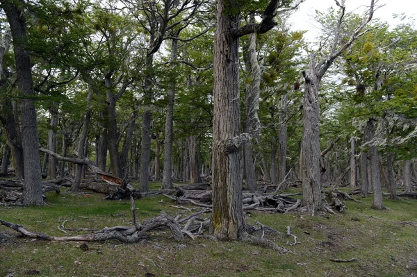 Fallen trees on the shore of Lago Blanco. — Stock Photo, Image