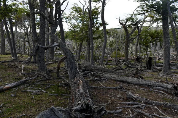 Árvores caídas na costa do Lago Blanco . — Fotografia de Stock