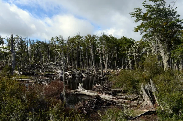 Árvores caídas na costa do Lago Blanco . — Fotografia de Stock