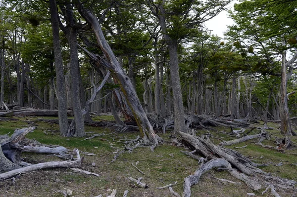 Düşen ağaçlar Lago Blanco shore.