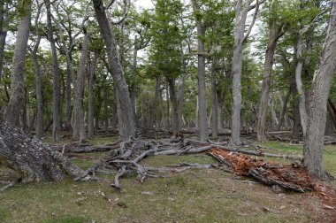  Düşen ağaçlar Lago Blanco shore.