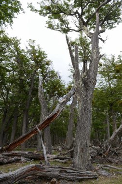  Düşen ağaçlar Lago Blanco shore.