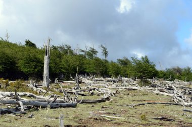  Düşen ağaçlar Lago Blanco shore.