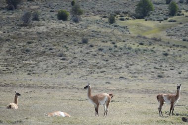  tierra del fuego içinde çok