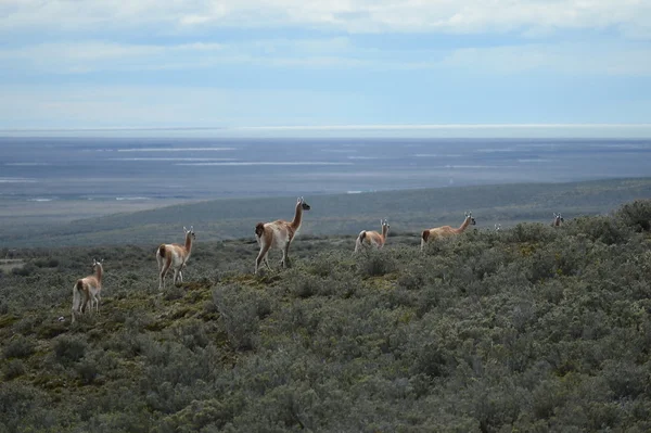 Guanaco en Tierra del Fuego — Photo