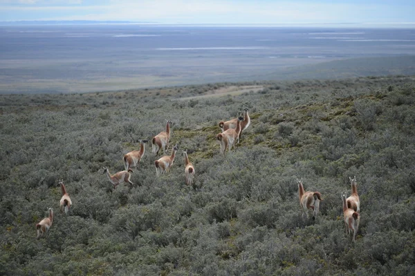 Guanaco en Tierra del Fuego — Photo