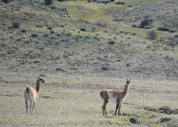 Guanako w tierra del fuego — Zdjęcie stockowe