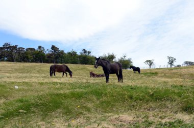  Tierra del Fuego en eski çiftlik ve bölgenin önemli bir tarihi anıt Harberton'da Emlak olduğunu.
