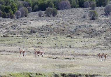    tierra del fuego içinde çok
