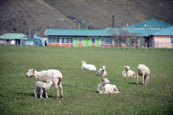 Pasture for sheep in the village of Cameron. Tierra Del Fuego — Stock Photo, Image