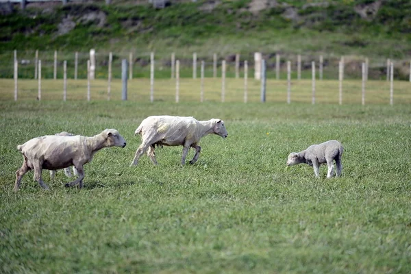 Betesmark för får i byn Cameron. Tierra Del Fuego — Stockfoto