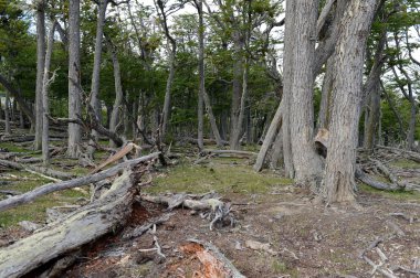 Düşen ağaçlar Lago Blanco shore.