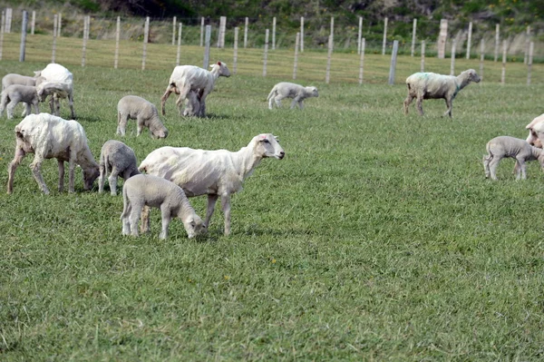 Пастбище для овец в деревне Кэмерон. Дель Фуэго, Тьерра . — стоковое фото