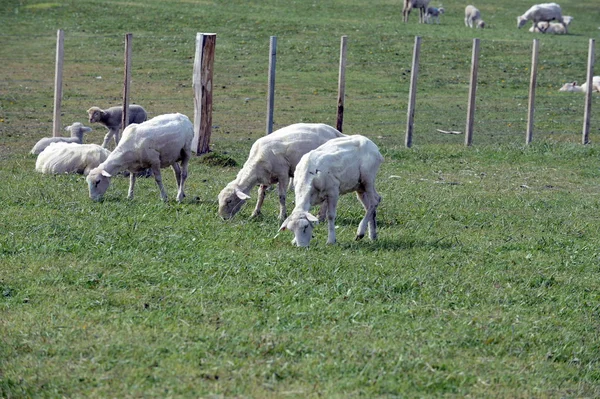 Pastagem para ovelhas na aldeia de Cameron. Tierra Del Fuego . — Fotografia de Stock