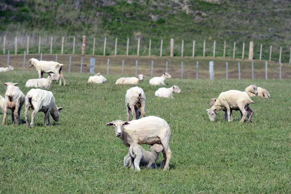 Pastagem para ovelhas na aldeia de Cameron. Tierra Del Fuego . — Fotografia de Stock