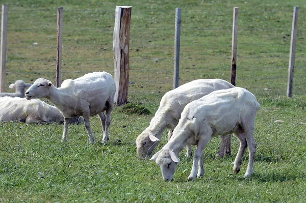 Pastagem para ovelhas na aldeia de Cameron. Tierra Del Fuego . — Fotografia de Stock