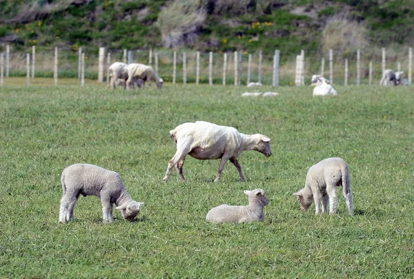 Grasland voor schapen in het dorp van Cameron. Tierra Del Fuego. — Stockfoto