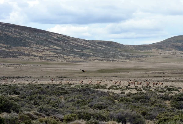 Guanaco em Tierra del Fuego — Fotografia de Stock