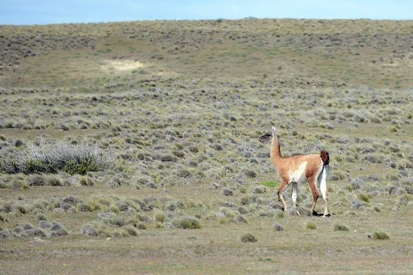 Guanaco en Tierra del Fuego . —  Fotos de Stock