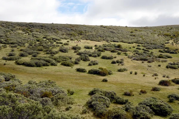 Tierra del fuego içinde çok. — Stok fotoğraf